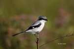 Lantius-ludovicianus;Loggerhead-Shrike;One;Shrike;avifauna;bird;birds;color-imag